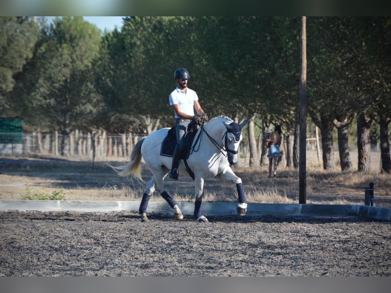 Lusitano Castrone 9 Anni 165 cm Grigio in Agua Derramada