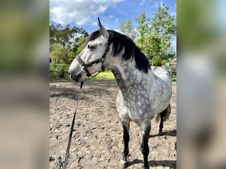 Lusitano Castrone 9 Anni 166 cm Grigio pezzato in Wietze