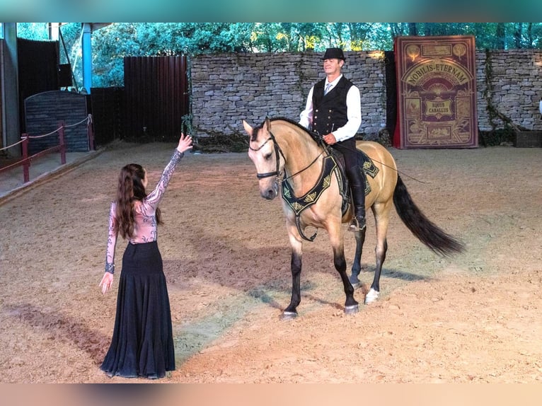 Lusitano Mix Castrone 9 Anni 167 cm Falbo in Vendée
