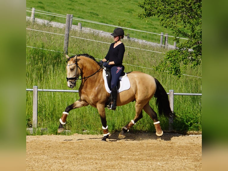 Lusitano Castrone 9 Anni 168 cm Pelle di daino in Gräfelfing