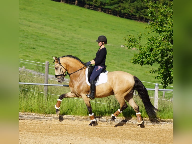 Lusitano Castrone 9 Anni 168 cm Pelle di daino in Gräfelfing