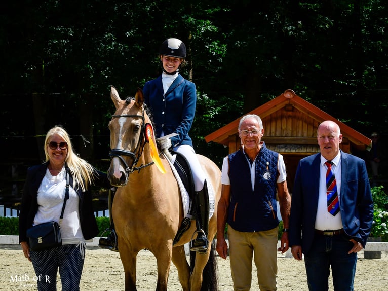 Lusitano Castrone 9 Anni 168 cm Pelle di daino in Gräfelfing