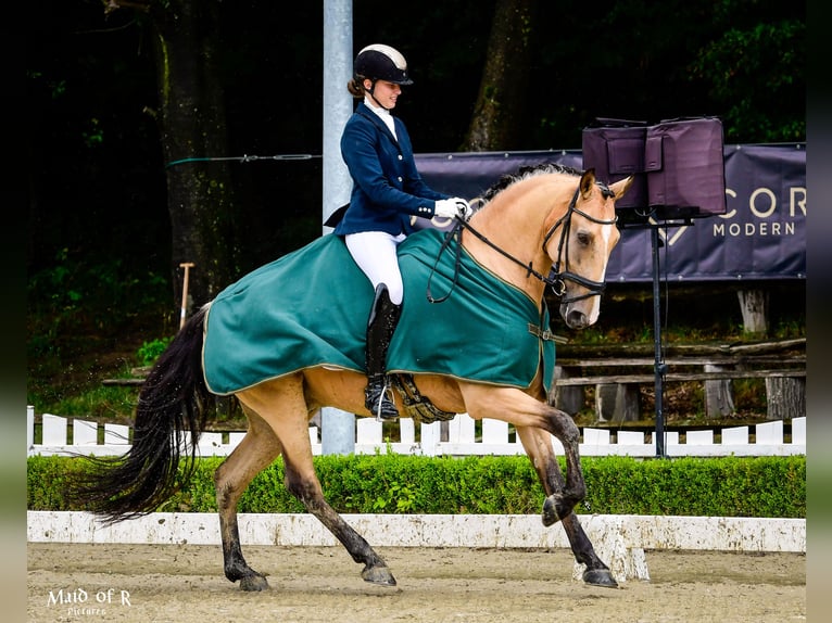 Lusitano Castrone 9 Anni 168 cm Pelle di daino in Gräfelfing