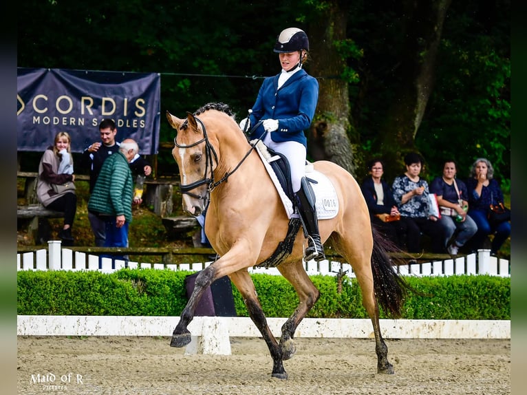 Lusitano Castrone 9 Anni 168 cm Pelle di daino in Gräfelfing