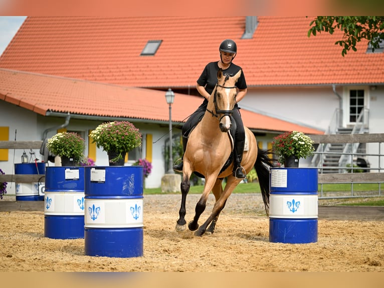 Lusitano Castrone 9 Anni 168 cm Pelle di daino in Gräfelfing