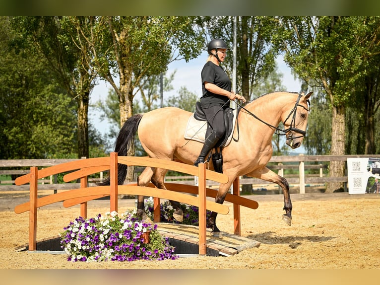 Lusitano Castrone 9 Anni 168 cm Pelle di daino in Gräfelfing