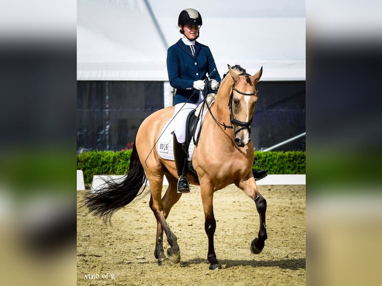 Lusitano Castrone 9 Anni 168 cm Pelle di daino in Gräfelfing