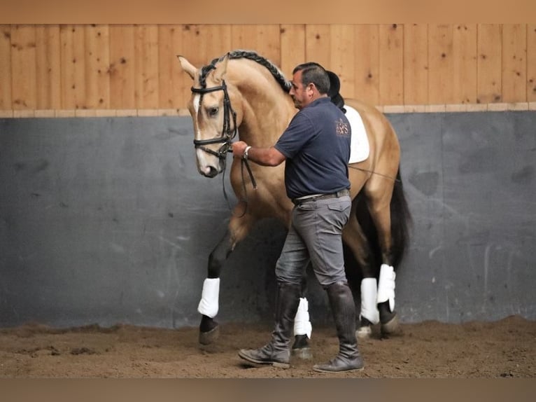 Lusitano Castrone 9 Anni 168 cm Pelle di daino in Gräfelfing