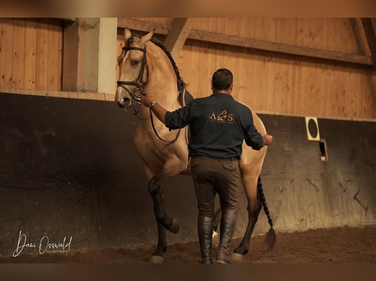 Lusitano Castrone 9 Anni 168 cm Pelle di daino in Gräfelfing