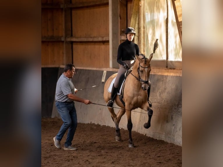 Lusitano Castrone 9 Anni 168 cm Pelle di daino in Gräfelfing