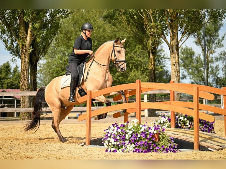 Lusitano Castrone 9 Anni 168 cm Pelle di daino in Gräfelfing