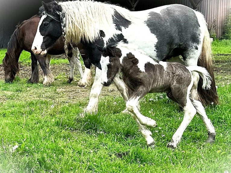 Lusitano Castrone Puledri (01/2026) 152 cm Sauro scuro in South Lyon