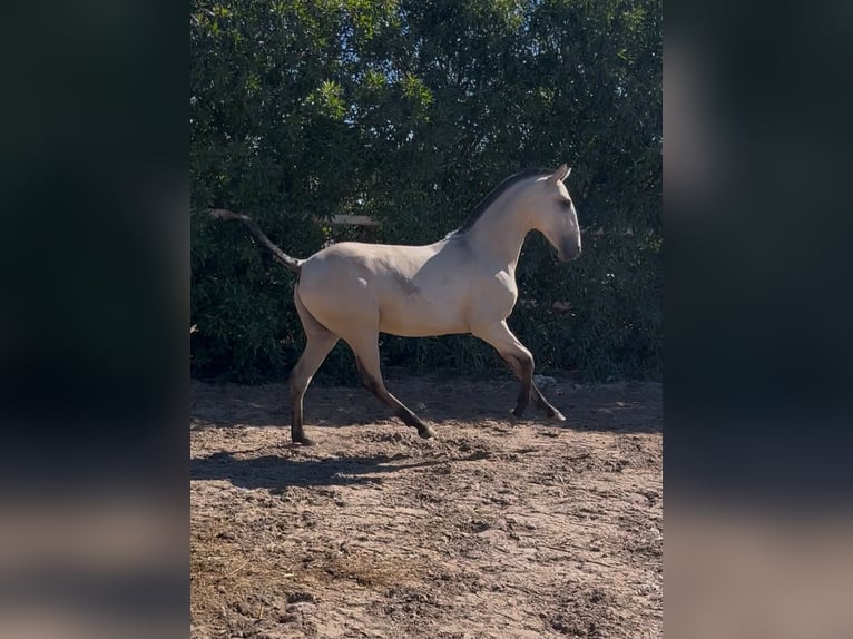 Lusitano Castrone Puledri (04/2026) Falbo in Bolonia