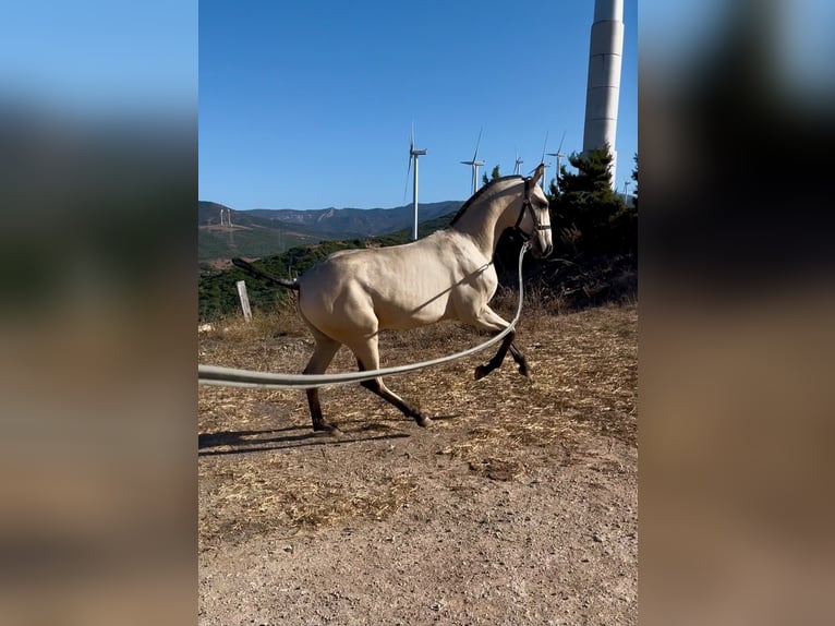 Lusitano Castrone Puledri (04/2026) Falbo in Bolonia