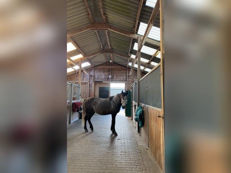 Lusitano Gelding 10 years 14.3 hh Grey-Dapple in Westerland