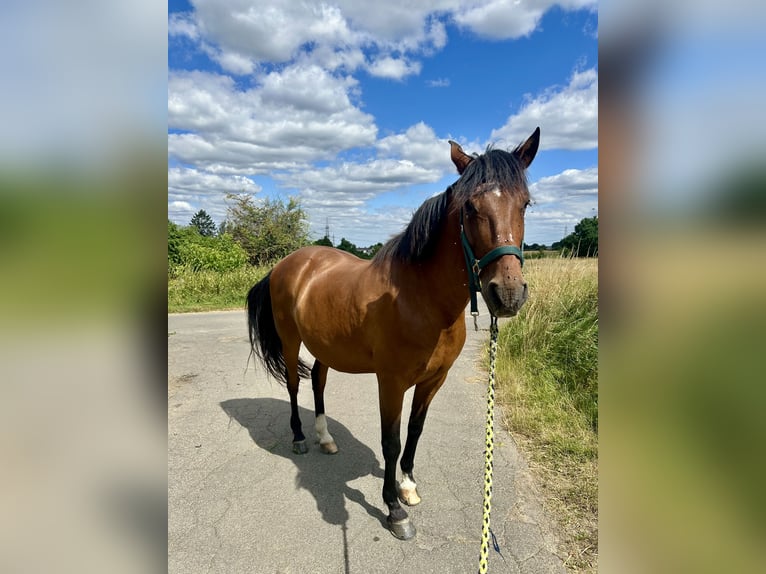 Lusitano Gelding 10 years 15.1 hh Brown in Wachtberg