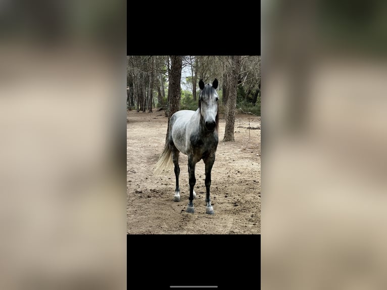 Lusitano Gelding 10 years 15.1 hh Grey in Ventabren