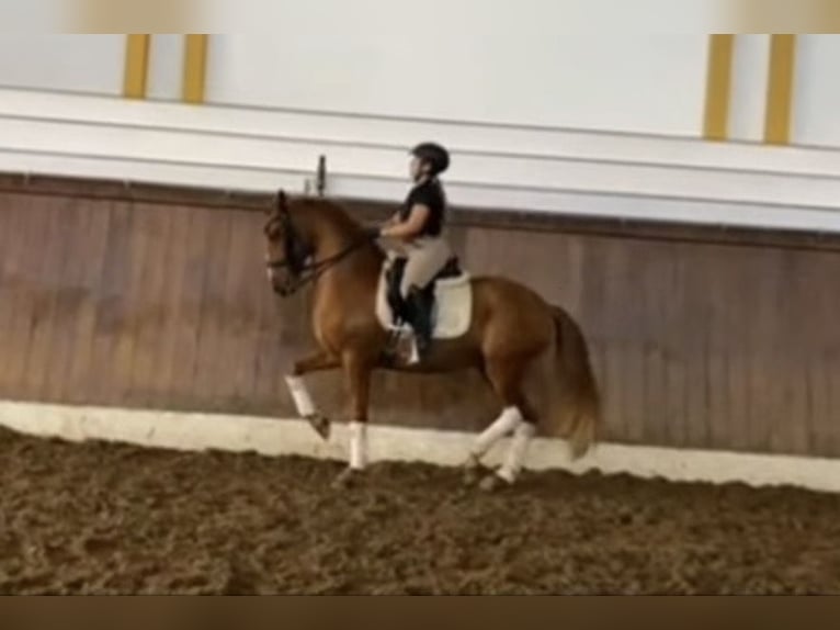 Lusitano Gelding 10 years 15.2 hh Chestnut in Cascais