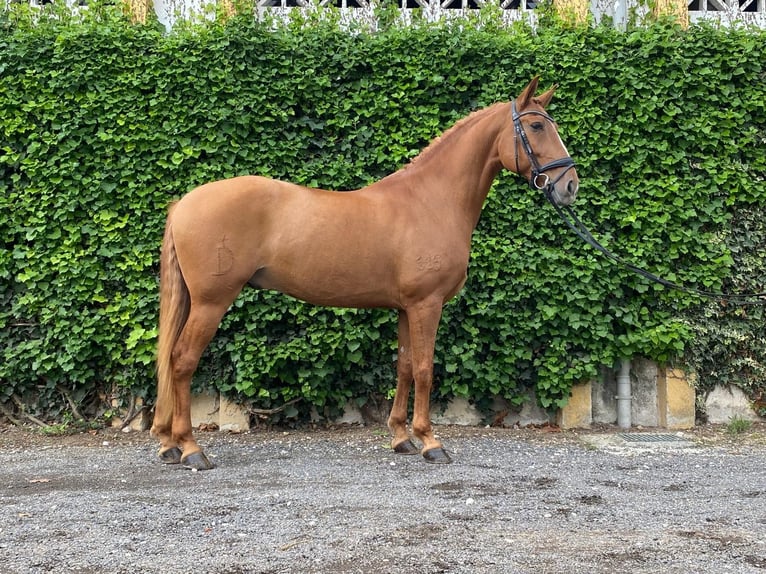 Lusitano Gelding 10 years 15.2 hh Chestnut in Cascais