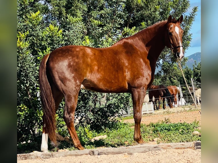 Lusitano Gelding 10 years 15,2 hh Chestnut-Red in Martfeld