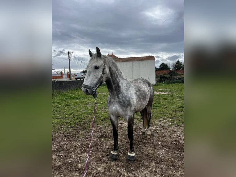 Lusitano Gelding 10 years 15.2 hh Grey-Dapple in AVEIRO