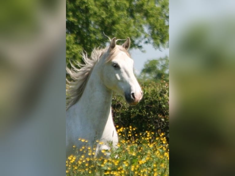 Lusitano Gelding 10 years 15.2 hh Grey in Saligny-sur-Roudon