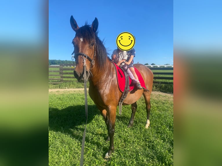 Lusitano Gelding 10 years 15 hh Brown in Wachtberg