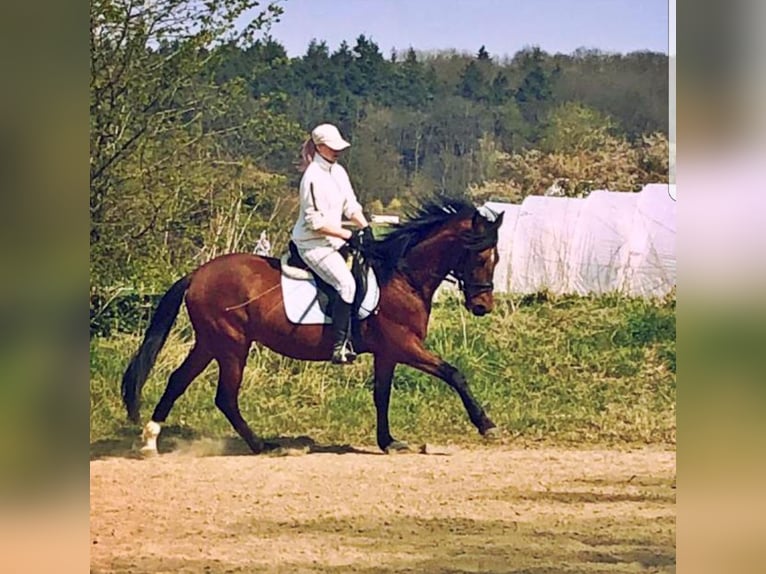 Lusitano Gelding 10 years 15 hh Brown in Wachtberg