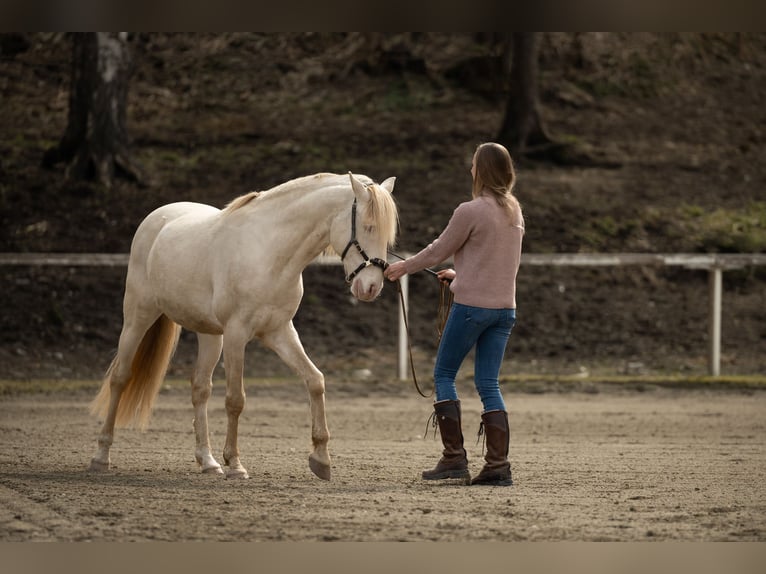 Lusitano Gelding 10 years 15 hh Cremello in Hermagor