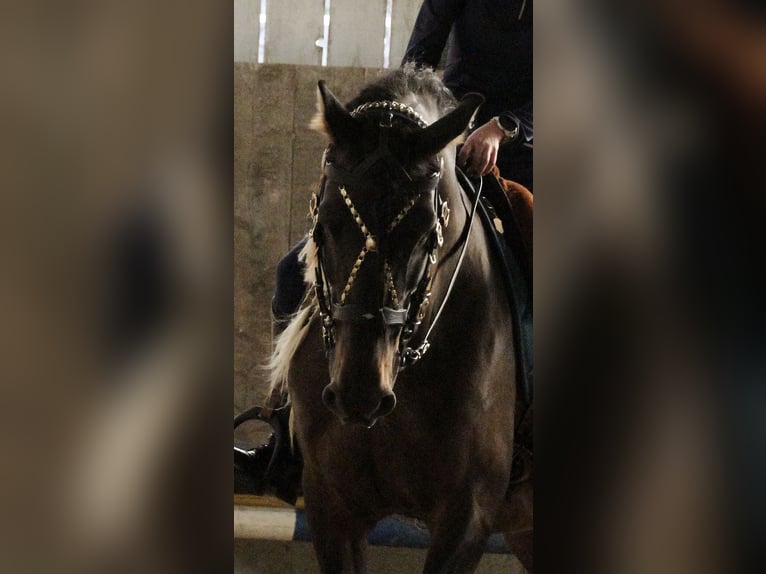 Lusitano Mix Gelding 10 years 15,2 hh Bay-Dark in Überlingen Lusitano Mix Gelding 10 years 15,2 hh Bay-Dark in Überlingen