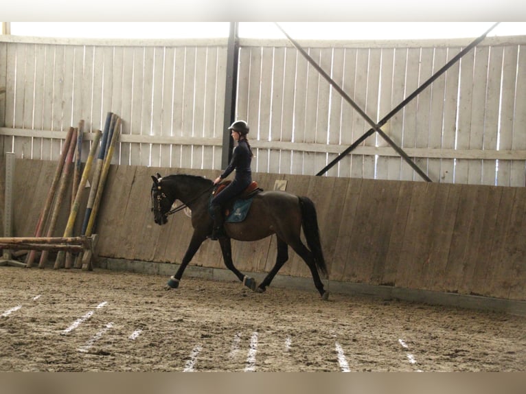 Lusitano Mix Gelding 10 years 15,2 hh Bay-Dark in Überlingen Lusitano Mix Gelding 10 years 15,2 hh Bay-Dark in Überlingen