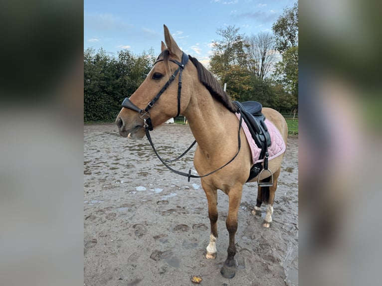Lusitano Mix Gelding 10 years 15,2 hh Buckskin in Berkel en Rodenrijs