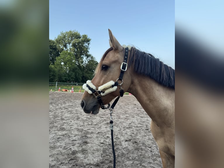 Lusitano Mix Gelding 10 years 15,2 hh Buckskin in Berkel en Rodenrijs