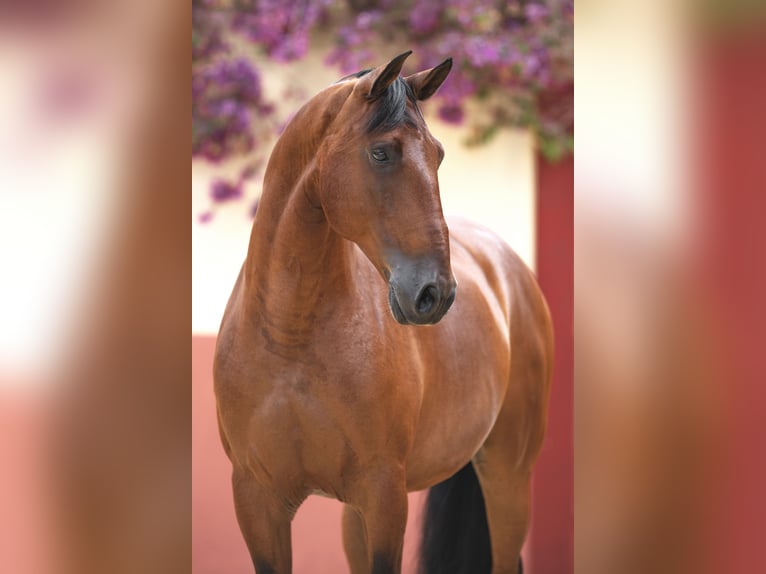 Lusitano Gelding 10 years 15,2 hh in Jerez de la Frontera