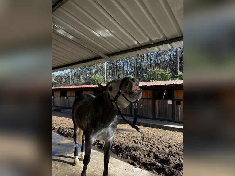 Lusitano Gelding 10 years 15,2 hh Grey-Dapple in AVEIRO