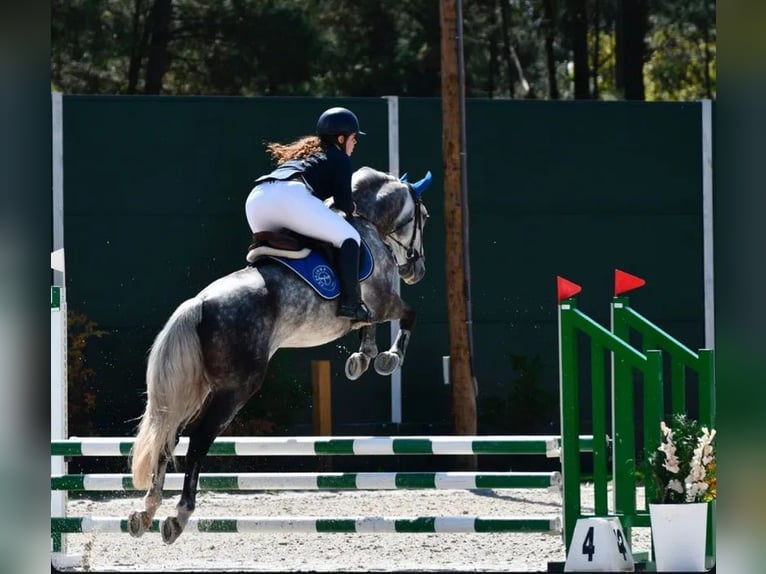 Lusitano Gelding 10 years 15,2 hh Grey-Dapple in AVEIRO