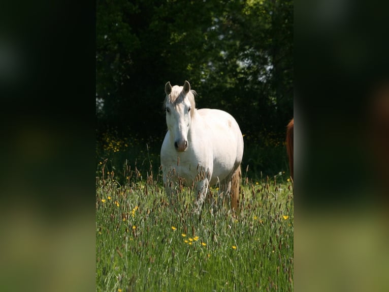 Lusitano Gelding 10 years 15,2 hh Grey in Saligny-sur-Roudon