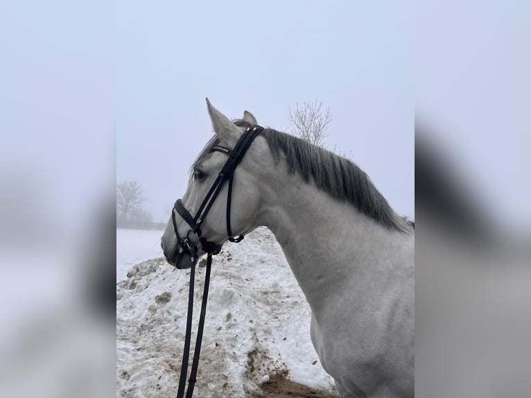 Lusitano Gelding 10 years 15,3 hh Grey in Stade