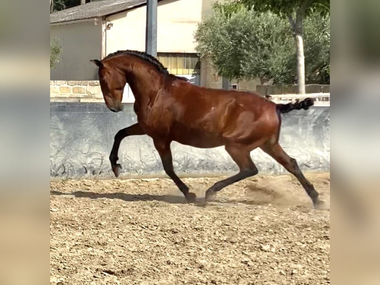 Lusitano Gelding 10 years 16.1 hh Brown in Le Cailar