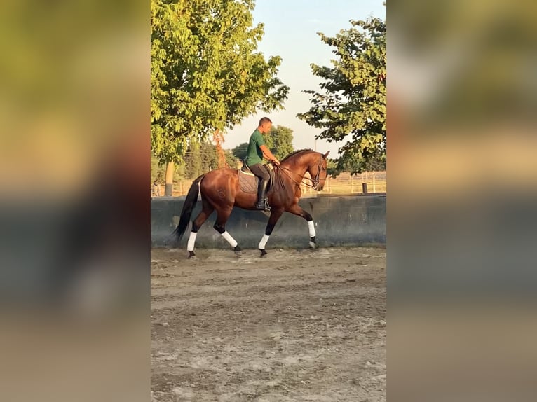 Lusitano Gelding 10 years 16.1 hh Brown in Le Cailar