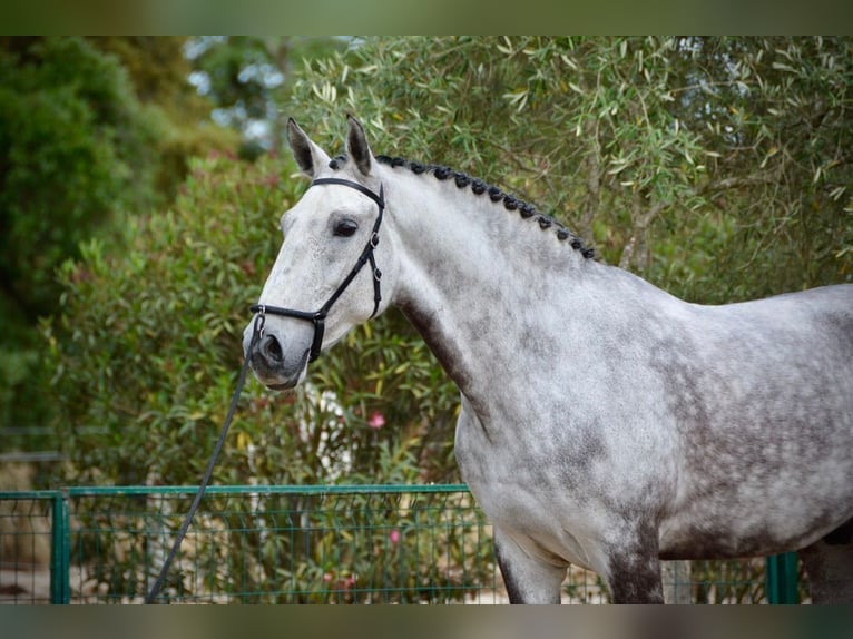 Lusitano Gelding 10 years 16,1 hh Gray-Dapple in Salvaterra de Magos