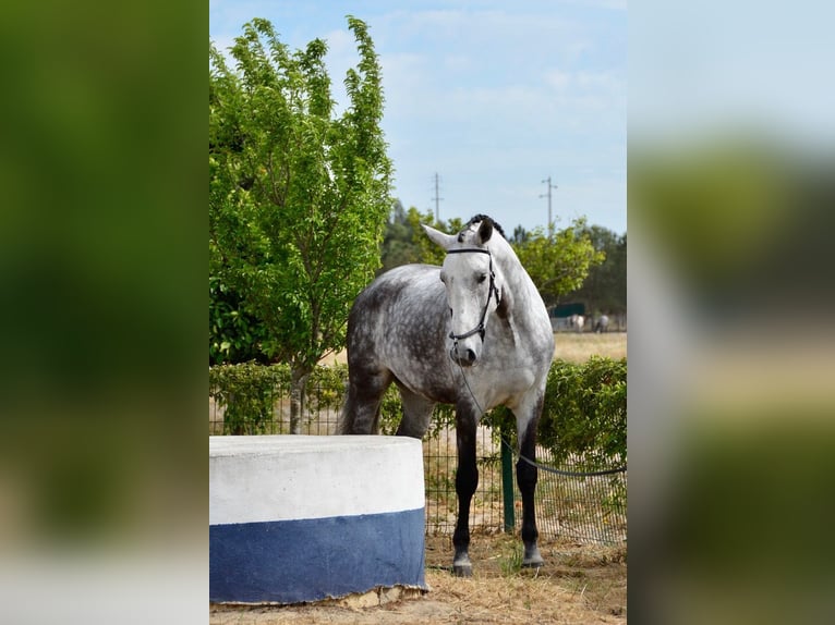 Lusitano Gelding 10 years 16,1 hh Gray-Dapple in Salvaterra de Magos