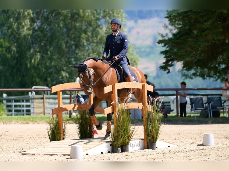 Lusitano Gelding 10 years 16 hh Brown in Pfullingen