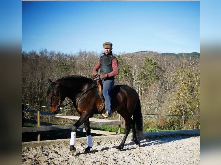 Lusitano Gelding 10 years 16 hh Brown in Escoutoux