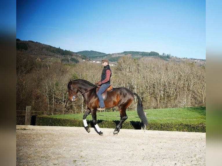 Lusitano Gelding 10 years 16 hh Brown in Escoutoux