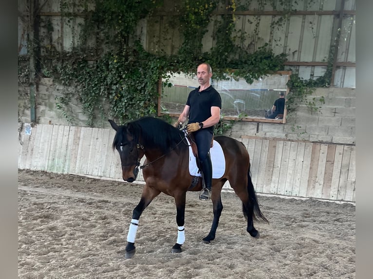 Lusitano Gelding 10 years 16 hh Brown in Escoutoux