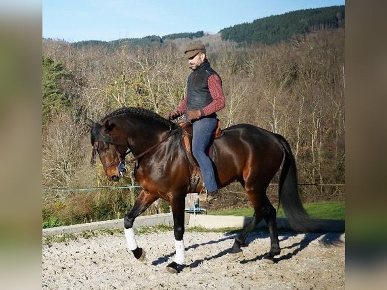 Lusitano Gelding 10 years 16 hh Brown in Escoutoux