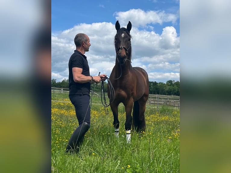 Lusitano Gelding 10 years 16 hh Brown in Escoutoux