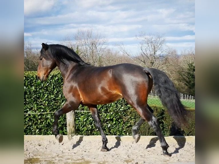 Lusitano Gelding 10 years 16 hh Brown in Escoutoux