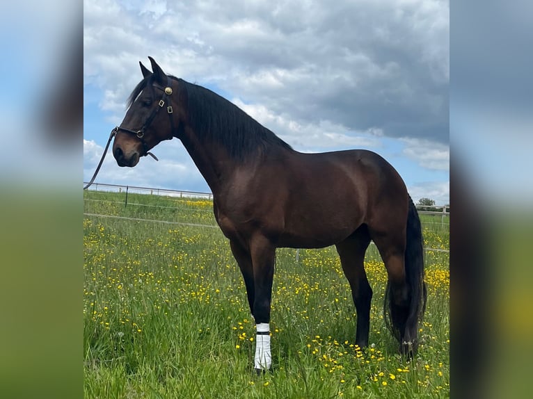 Lusitano Gelding 10 years 16 hh Brown in Escoutoux